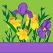Background with iris and narcissus