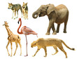 Photo: Wild animals Wild animals