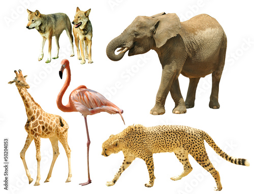 Photo: Wild animals Wild animals