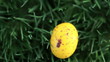 Yellow easter eggs
