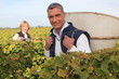 Farmer and wife collecting grapes