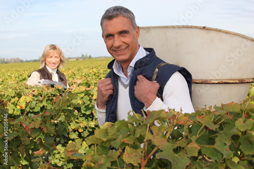 Photo: Farmer and wife collecting grapes Farmer and wife collecting grapes