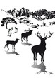 Wild im Hochgebirge
