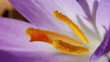 Krokuss - Crocus - Staubblätter
