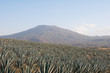 Agave field in Tequila, Jalisco (Mexico)
