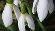 Schneeglöckchen - Galanthus