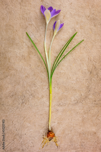 Photo: Young crocus flower on a vintage background Young crocus flower on a vintage background