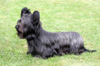 Funny Skye Terrier