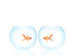 Poissons rouges