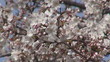 Beautiful apple tree blossom