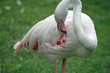 delicate pink Flamingo while you scratch in the midst of feather