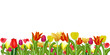 Blumenwiese