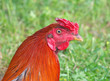 Portrait of a Rooster