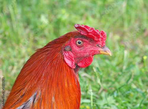 Photo: Portrait of a Rooster Portrait of a Rooster