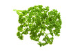 Parsley branch