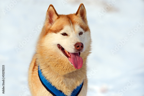 Photo: Husky Dog Husky Dog