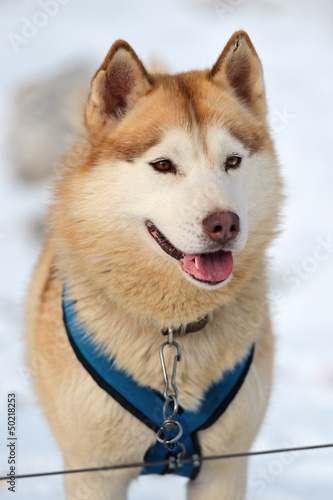Photo: Husky Dog Husky Dog