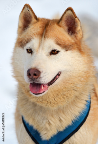 Photo: Husky Dog Husky Dog