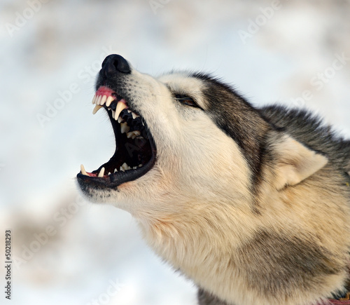 Photo: Husky Dog Husky Dog