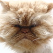 Katze