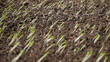 Video: Lettuce seedling in soil Lettuce seedling in soil
