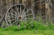 Wooden Wheel against Barn Wall