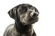 Black Lab