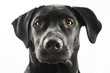 Black Lab