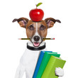 school dog