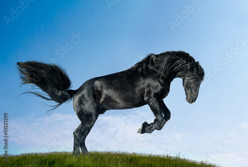 Photo: friesian stallion friesian stallion