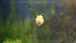 Aquarium snail