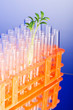 Foto: Lab experiment with green seedlings Lab experiment with green seedlings