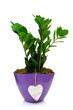 Zamia in pot with heart isolated on white