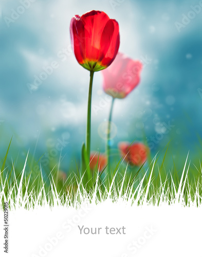 Photo: Beautiful red tulips on scenic sky and white copyspace at the bo Beautiful red tulips on scenic sky and white copyspace at the bo