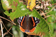 Red Admiral Butterfly