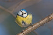 Blaumeise