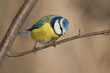 Blaumeise