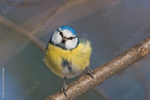 Photo: Blaumeise Blaumeise