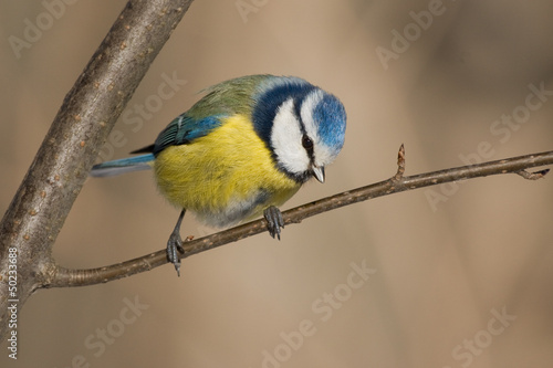 Photo: Blaumeise Blaumeise