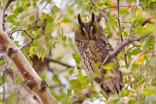 Photo: Waldohreule Waldohreule