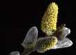 Goat willow against black Background