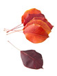 leaves