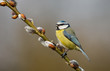 Blue tit on a willow twig