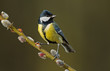 Great tit on a willow twig