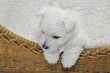 West Highland Terrier Welpe