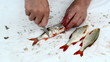 fisherman hand with knife clean roach fish scale