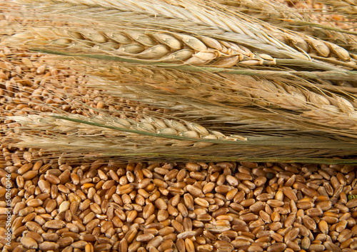 Photo: grain and ears of corn of wheat grain and ears of corn of wheat