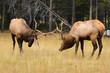 Rocky Mountain Elk Rutting