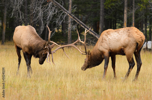 Photo: Rocky Mountain Elk Rutting Rocky Mountain Elk Rutting
