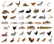 Photo: livestock livestock